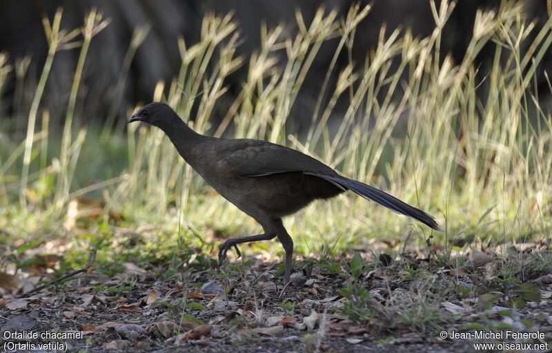 Plain Chachalaca