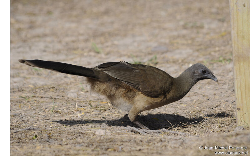 Plain Chachalaca