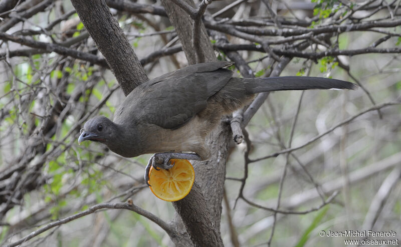 Plain Chachalaca