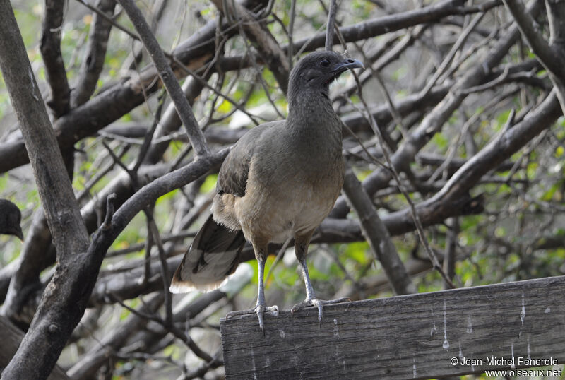 Plain Chachalaca