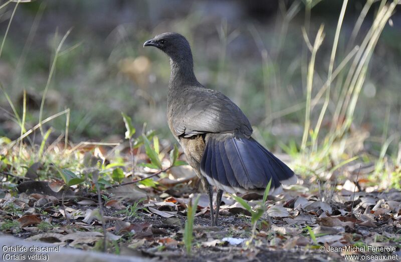 Plain Chachalaca