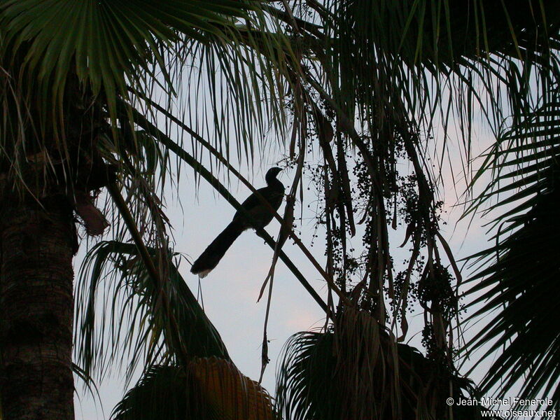 West Mexican Chachalaca