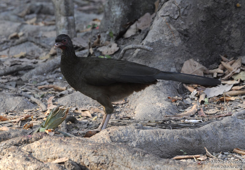 Chaco Chachalaca