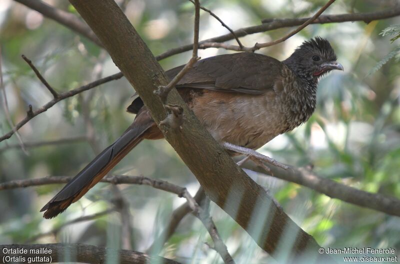 Speckled Chachalaca