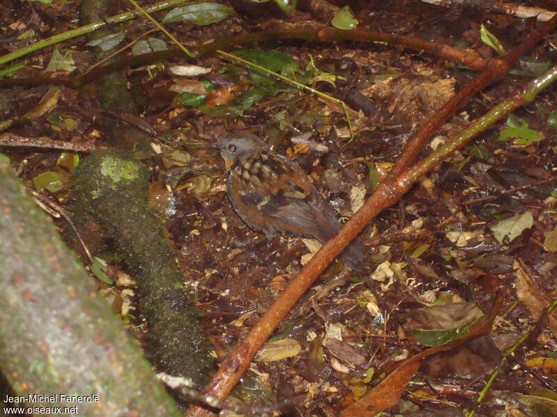 Australian Logrunner