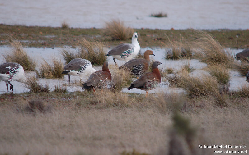 Ashy-headed Goose 