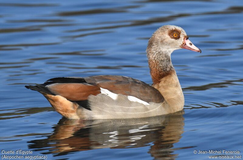 Egyptian Goose