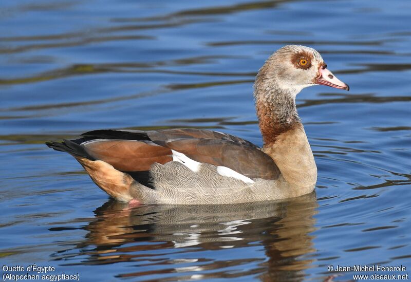 Egyptian Goose