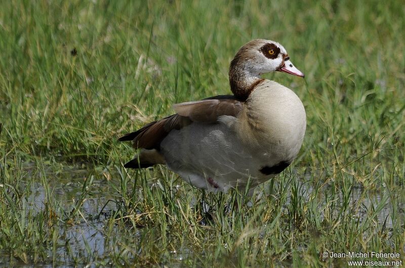 Egyptian Goose