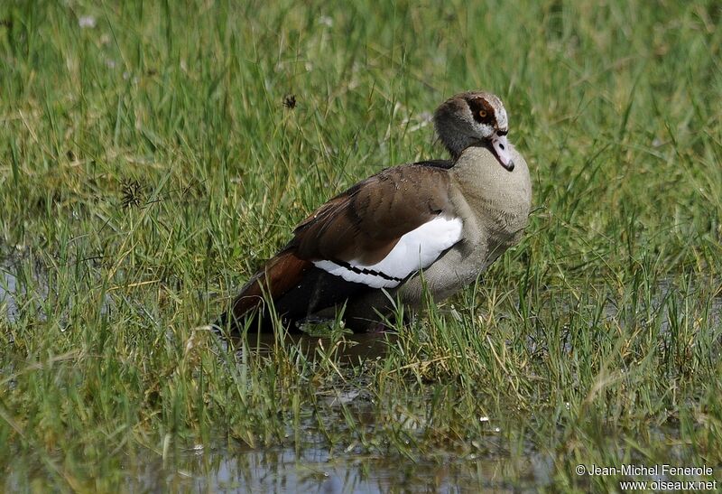 Egyptian Goose