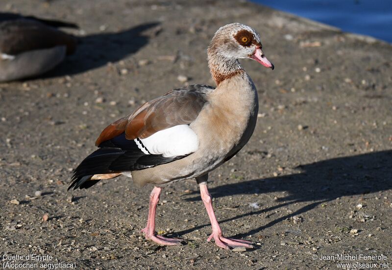 Egyptian Goose