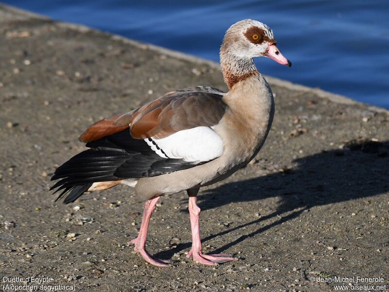 Egyptian Goose