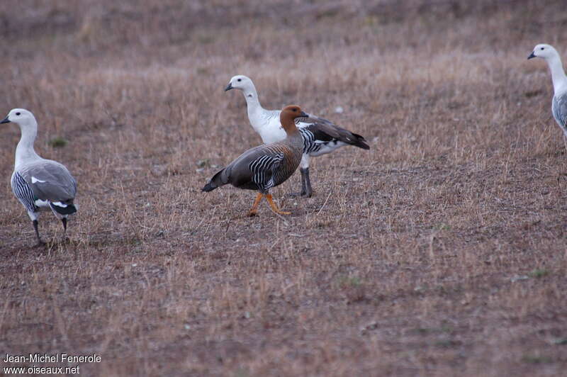 Upland Gooseadult