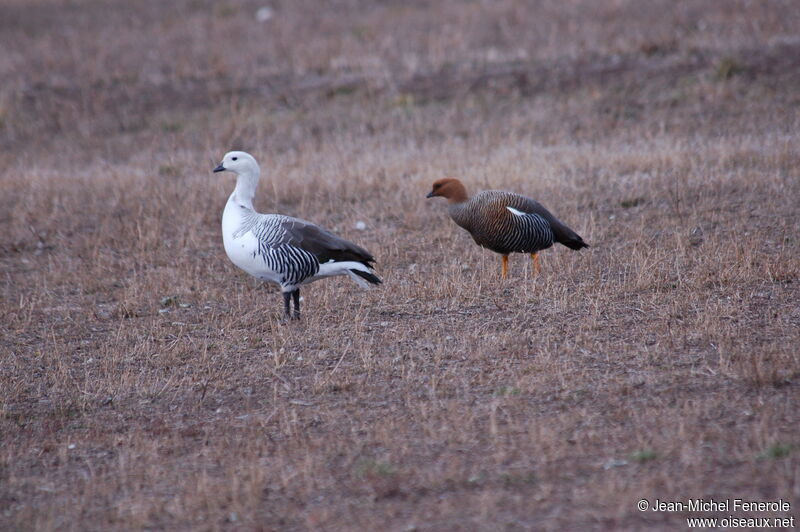 Upland Goose 