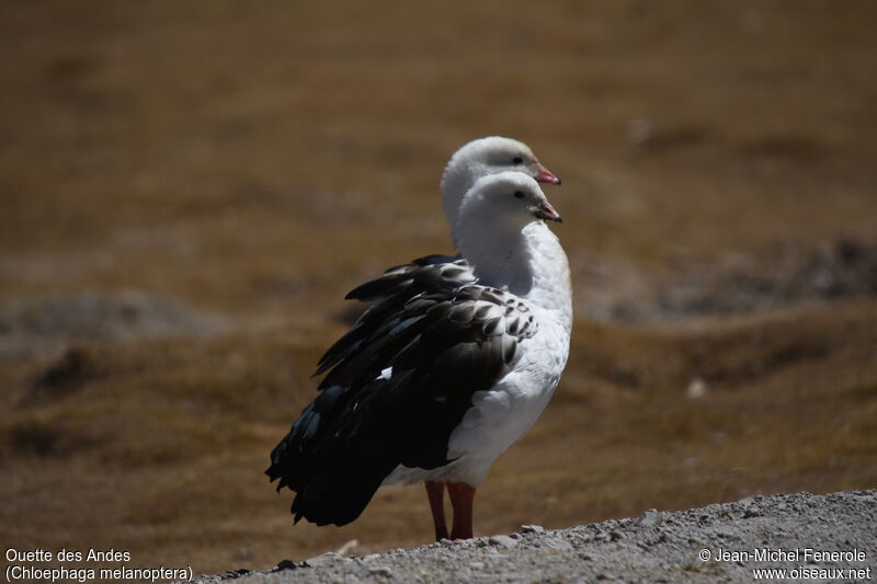 Andean Goose