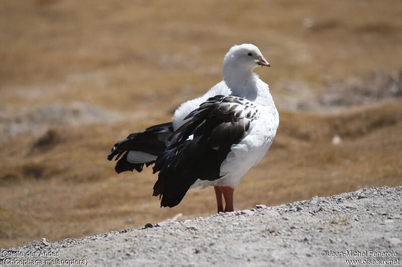 Andean Goose