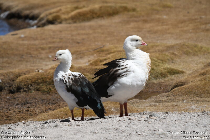 Andean Goose