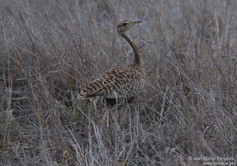 Black-bellied Bustard, identification