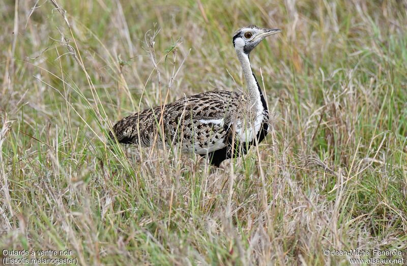 Black-bellied Bustard