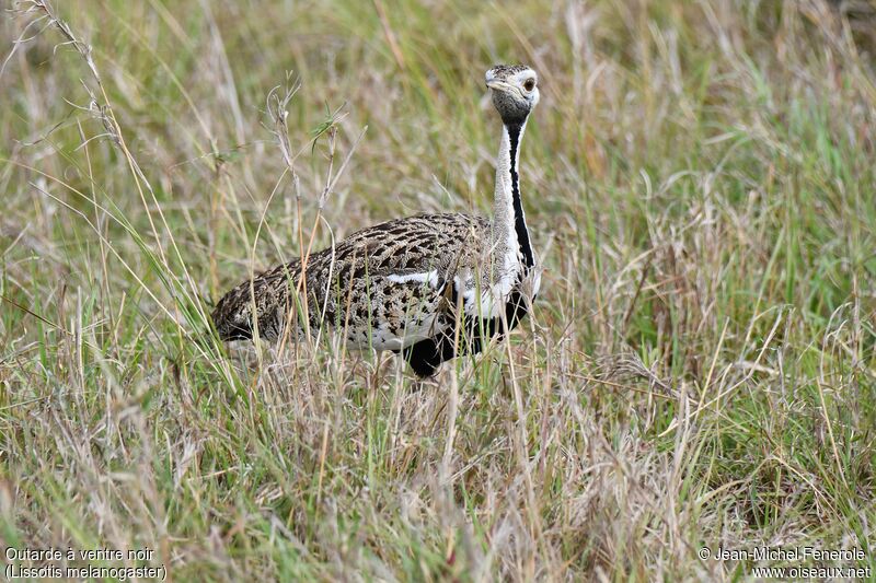 Black-bellied Bustard