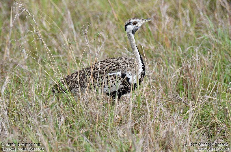 Black-bellied Bustard