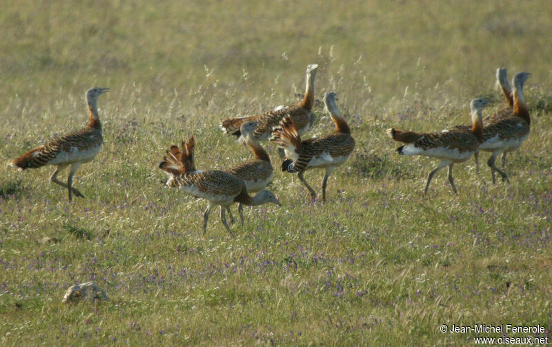 Great Bustard