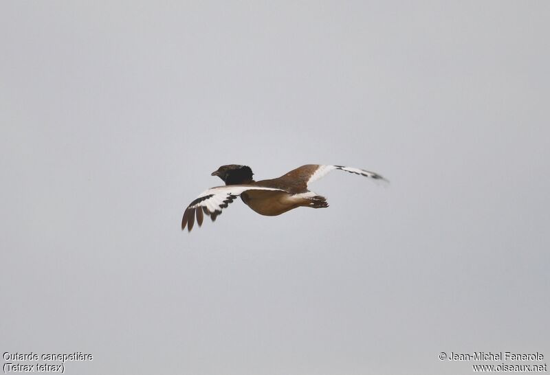 Little Bustard