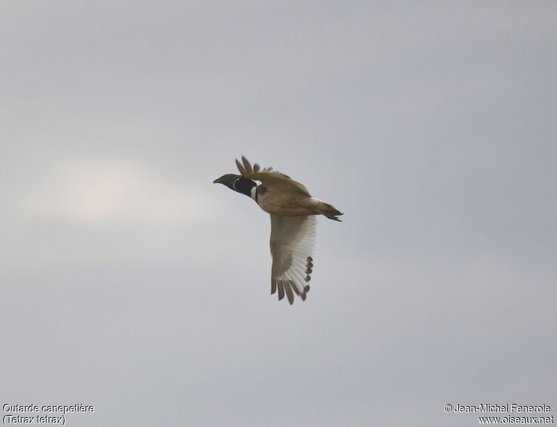 Little Bustard