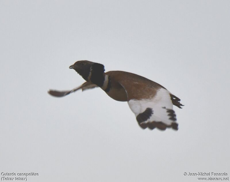 Little Bustard