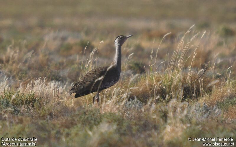 Australian Bustard