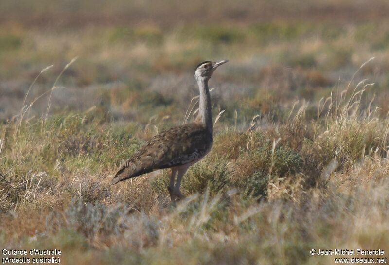 Australian Bustard