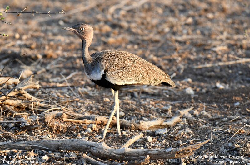 Buff-crested Bustard