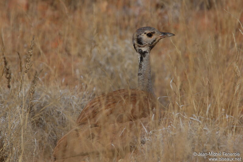 Rüppell's Korhaanadult, identification