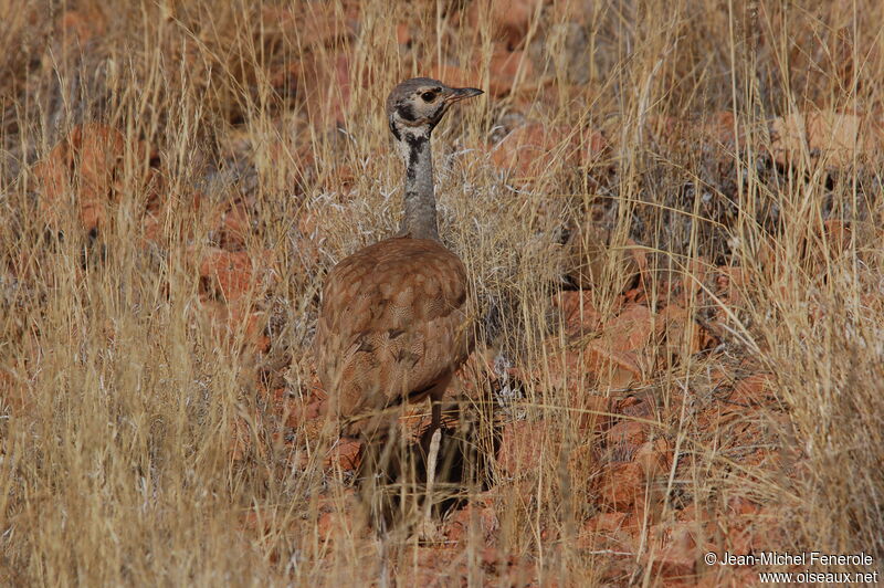 Rüppell's Korhaanadult, identification