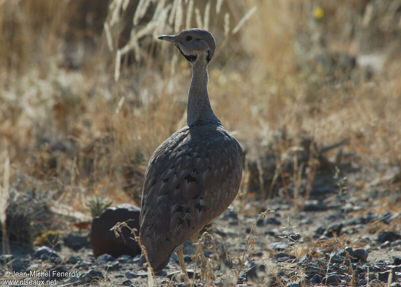 Karoo Korhaanadult, identification