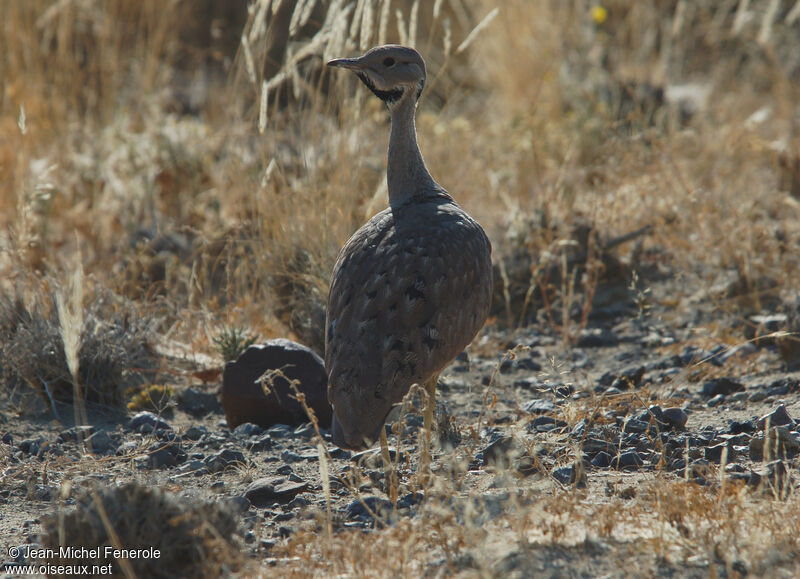 Karoo Korhaanadult, identification