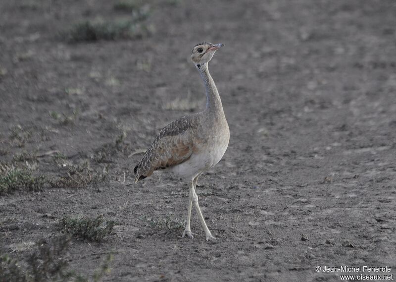 White-bellied Bustard