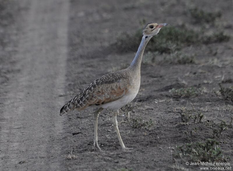 White-bellied Bustard