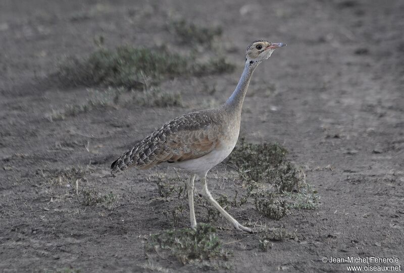 White-bellied Bustard