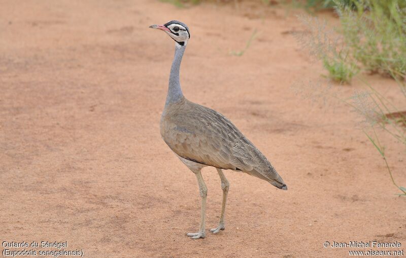 Outarde du Sénégal