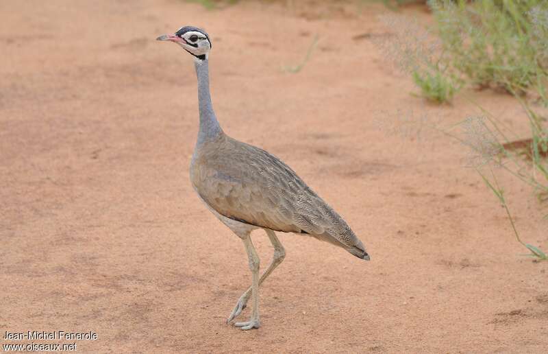 Outarde du Sénégal mâle adulte, identification