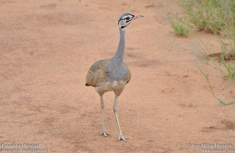 White-bellied Bustard