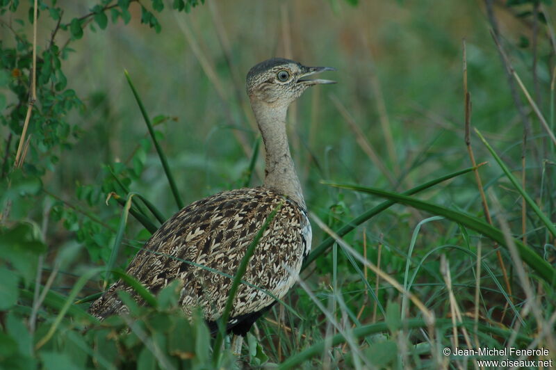 Red-crested Korhaan, identification