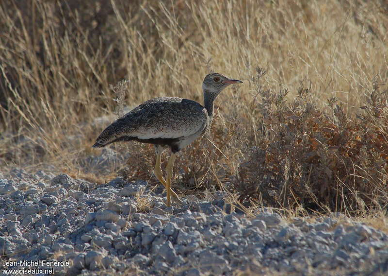 Southern Black Korhaan female adult, identification