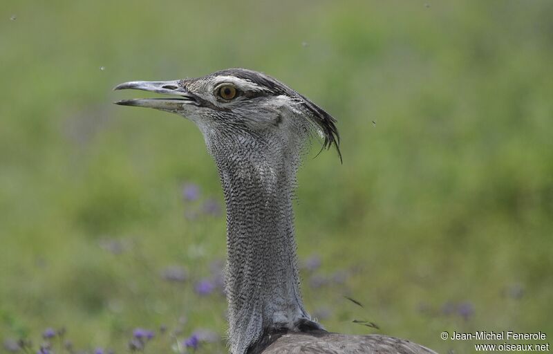 Kori Bustard