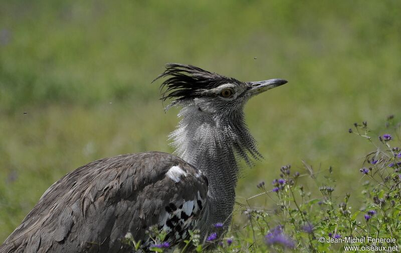 Kori Bustard