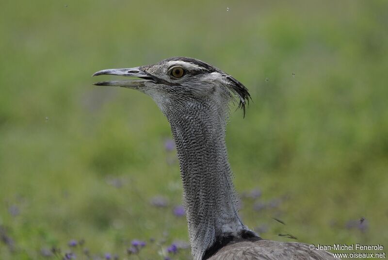 Kori Bustard