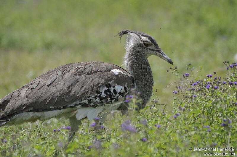 Kori Bustard