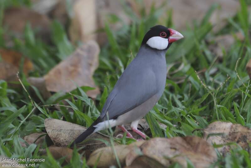 Padda de Javaadulte, identification