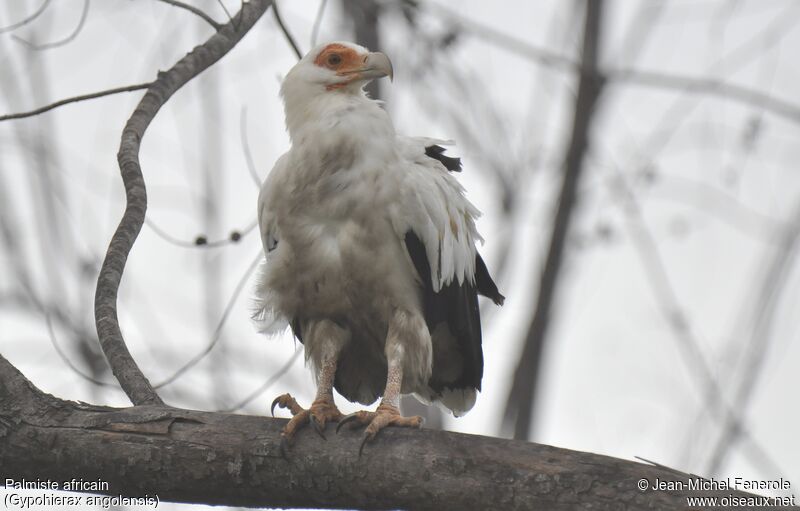 Palm-nut Vulture